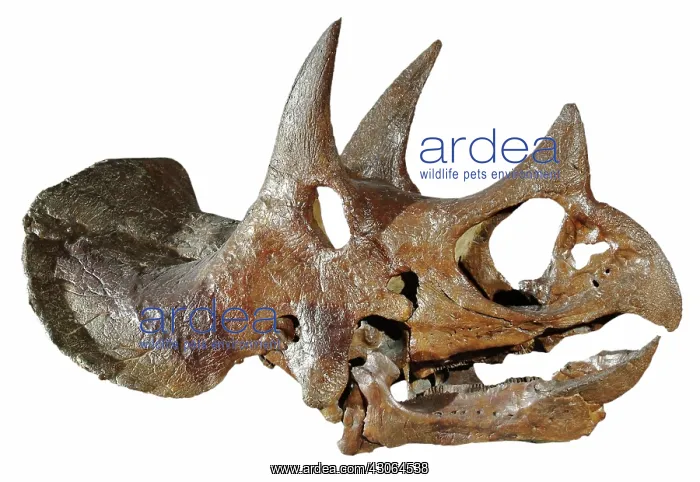 : Triceratops skull : Triceratops skull