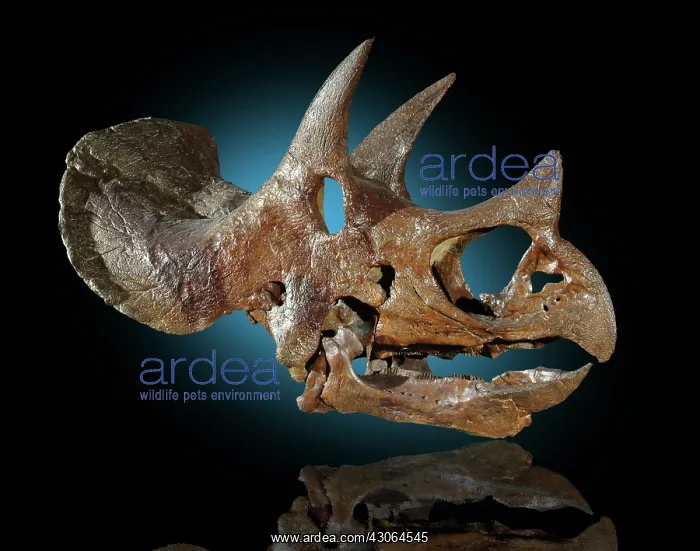 : Triceratops skull : Triceratops skull