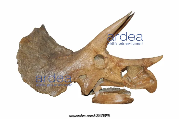 : Triceratops Skull : Triceratops Skull
