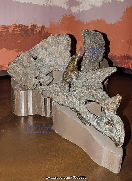 : Tricerotops Skull : Tricerotops Skull