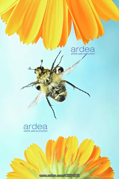 : Trichius gallicus (Trichius gallicus) in flight : Trichius gallicus (Trichius gallicus) in flight