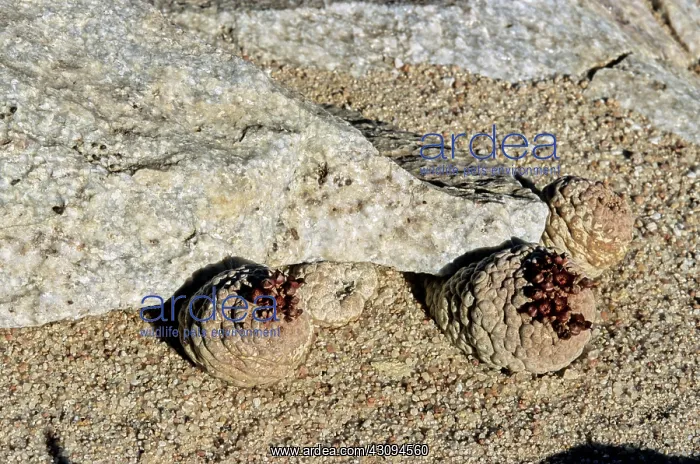 : Trichocaulon clavatum, Namibia : Trichocaulon clavatum, Namibia