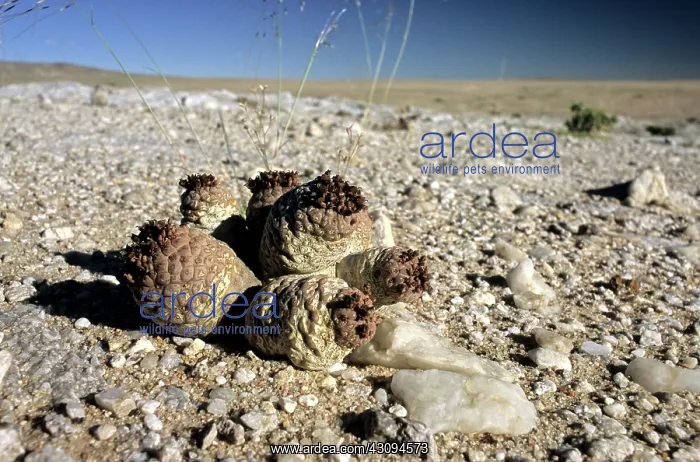 : Trichocaulon clavatum, Namibia : Trichocaulon clavatum, Namibia