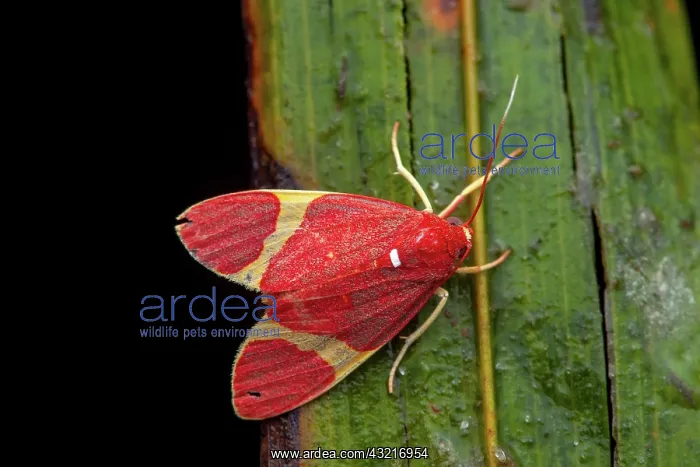 : Trichromia moth (Trichromia perversa) on a leaf : Trichromia moth (Trichromia perversa) on a leaf