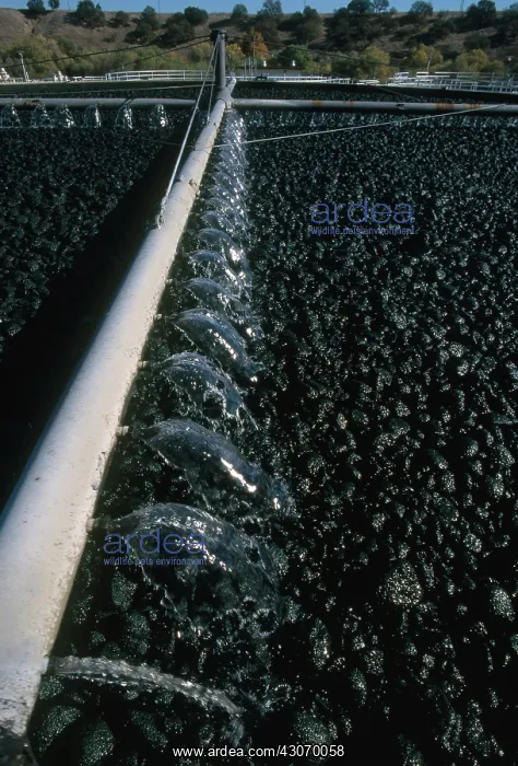 : Trickling Filter for Sewage Treatment : Trickling Filter for Sewage Treatment