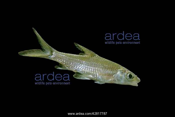 : Tricolor / Bala / Silver Shark - side view : Tricolor / Bala / Silver Shark - side view