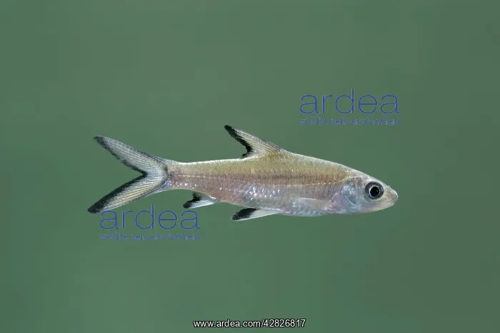 : Tricolor / Bala / Silver Shark - Side view : Tricolor / Bala / Silver Shark - Side view
