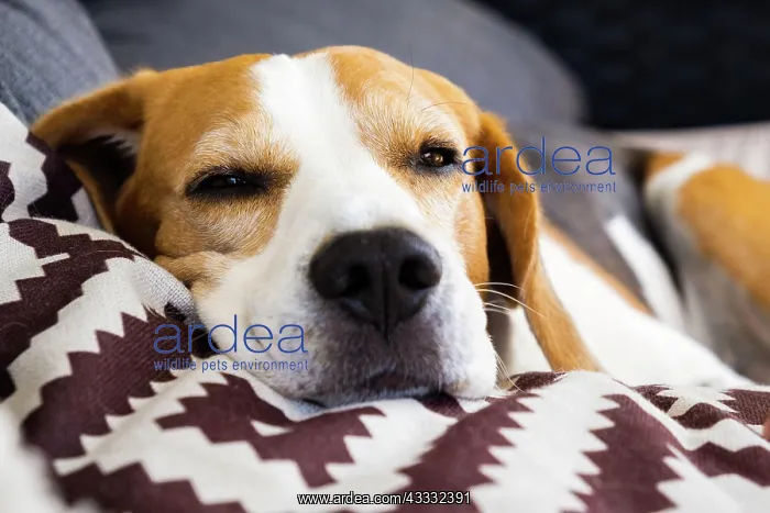 : Tricolor beagle Adult dog on sofa in bright room- : Tricolor beagle Adult dog on sofa in bright room-