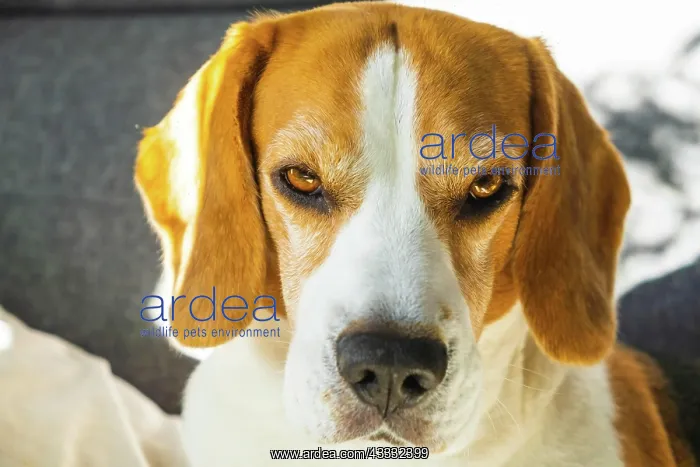 : Tricolor beagle Adult dog on sofa in bright room- : Tricolor beagle Adult dog on sofa in bright room-