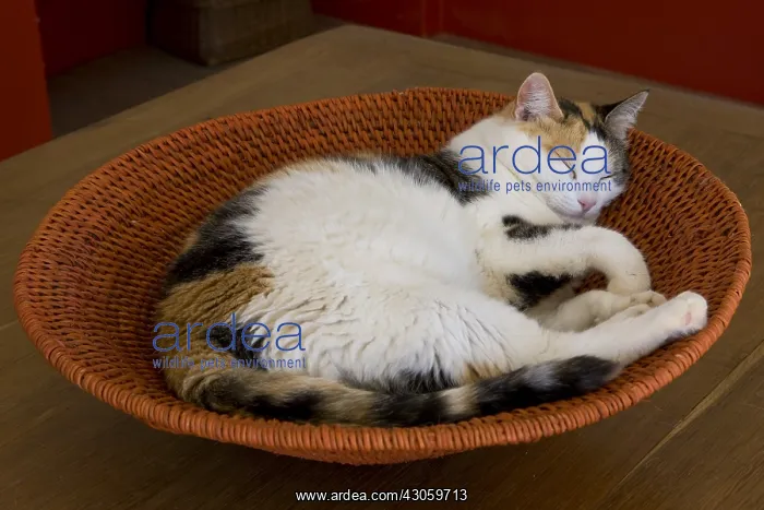 : Tricolor cat asleep in a basket round France : Tricolor cat asleep in a basket round France
