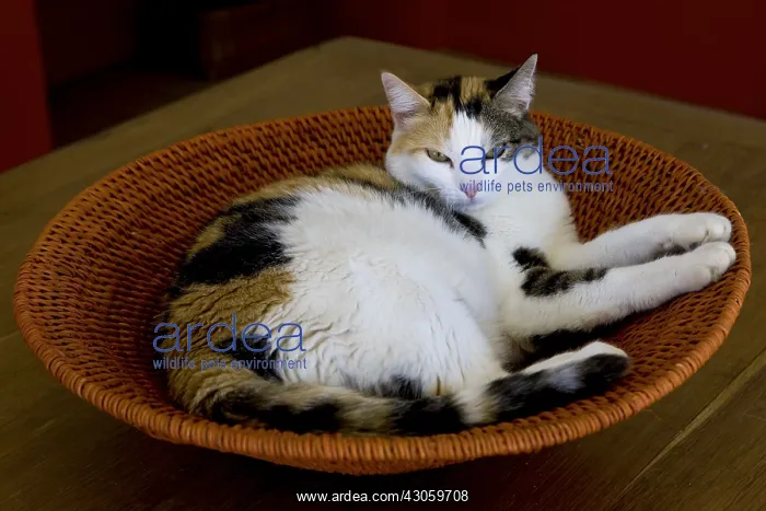 : Tricolor cat lying in a basket round France : Tricolor cat lying in a basket round France