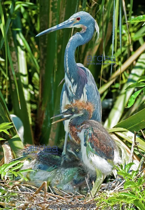 : Tricolor Heron Adult With Nestlings : Tricolor Heron Adult With Nestlings