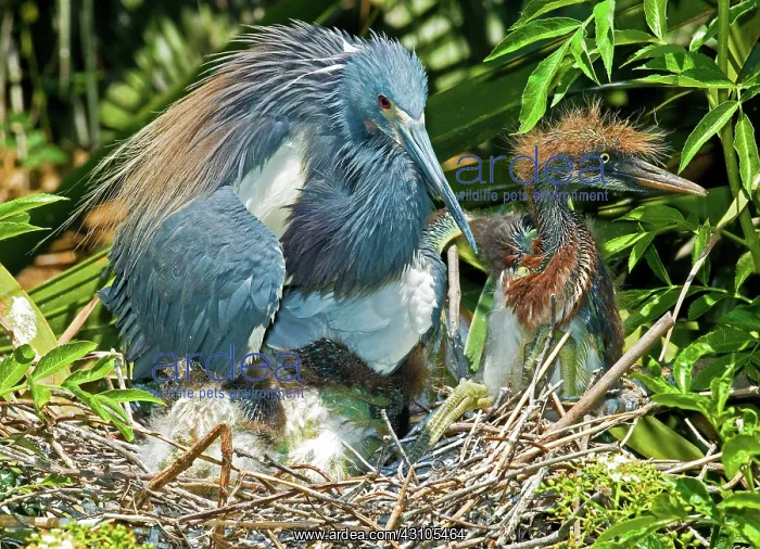 : Tricolor Heron Adult With Nestlings : Tricolor Heron Adult With Nestlings