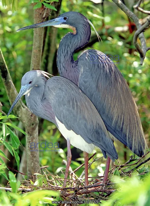: Tricolor Heron adults in breeding plumage : Tricolor Heron adults in breeding plumage