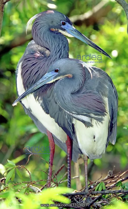 : Tricolor Heron adults in breeding plumage : Tricolor Heron adults in breeding plumage