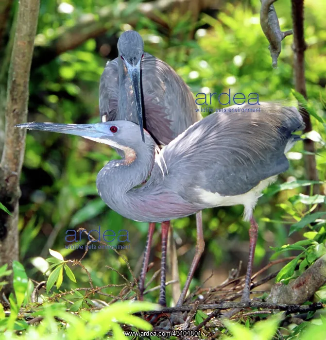 : Tricolor Heron adults in breeding plumage : Tricolor Heron adults in breeding plumage