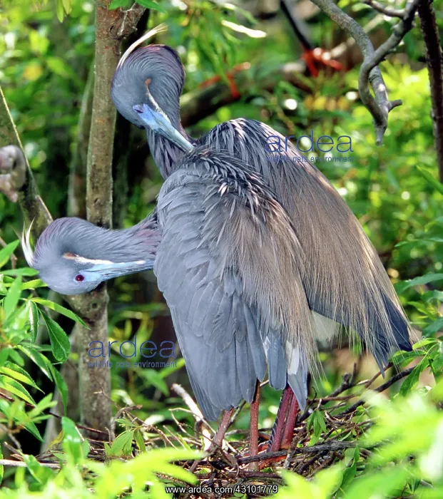 : Tricolor Heron adults preening : Tricolor Heron adults preening