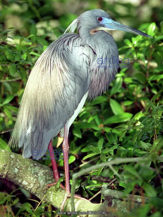 : Tricolor Heron (Egretta tricolor) : Tricolor Heron (Egretta tricolor)