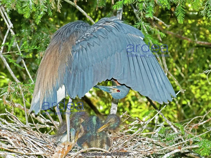 : Tricolor Heron with nestlings : Tricolor Heron with nestlings