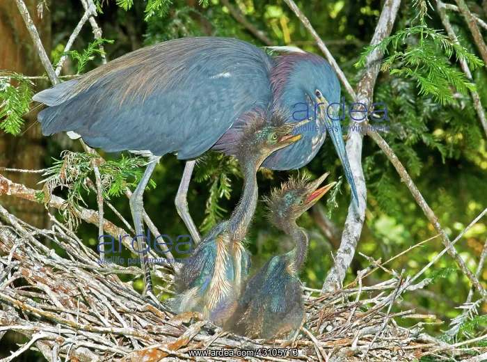 : Tricolor Heron with nestlings : Tricolor Heron with nestlings