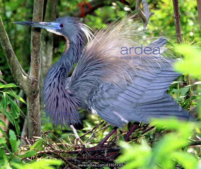 : Tricolor Heron threat display : Tricolor Heron threat display