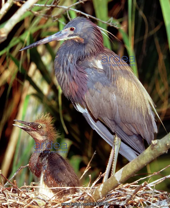 : Tricolor Herons : Tricolor Herons