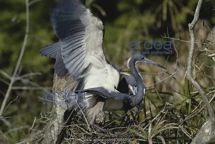: Tricolor Herons Mating : Tricolor Herons Mating