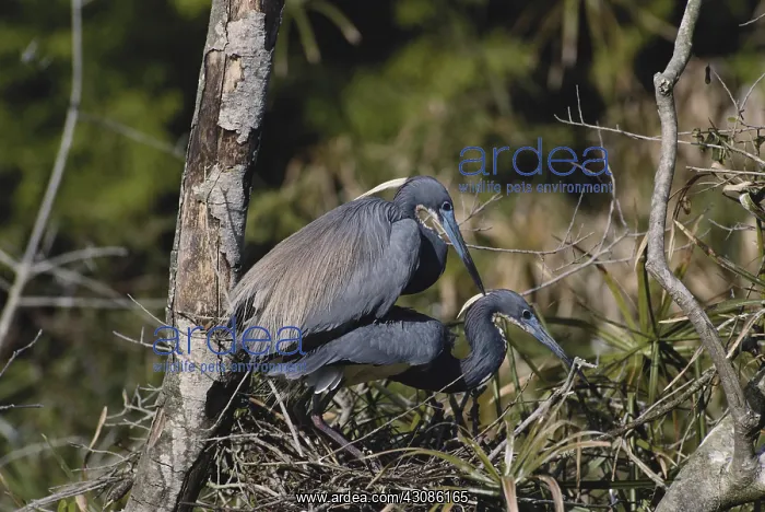 : Tricolor Herons Mating : Tricolor Herons Mating