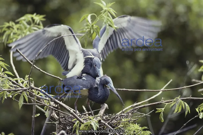 : Tricolor Herons Mating : Tricolor Herons Mating