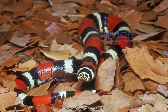 : Tricolor Hognose Snake : Tricolor Hognose Snake