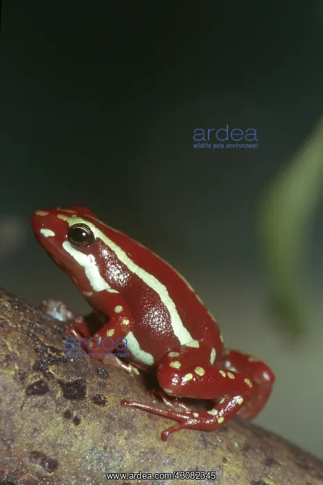 : Tricolor Poison Dart Frog : Tricolor Poison Dart Frog