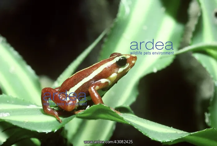 : Tricolor Poison Dart Frog : Tricolor Poison Dart Frog