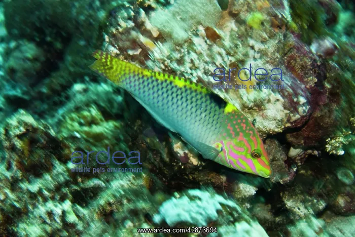 : Tricolor Wrasse - Uncommon and hard to photograph : Tricolor Wrasse - Uncommon and hard to photograph