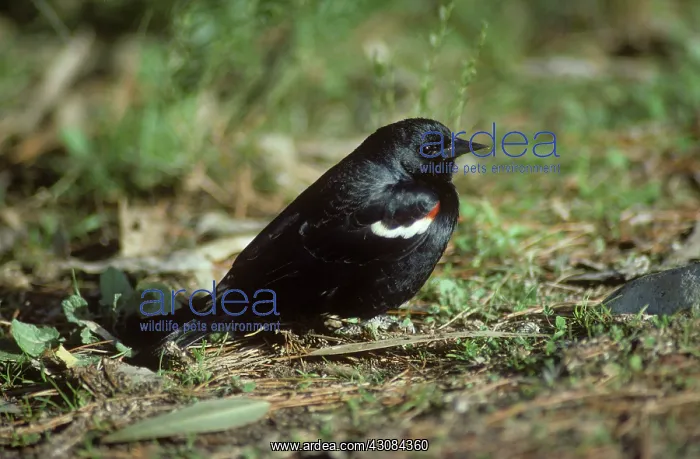 : Tricolored Blackbird : Tricolored Blackbird