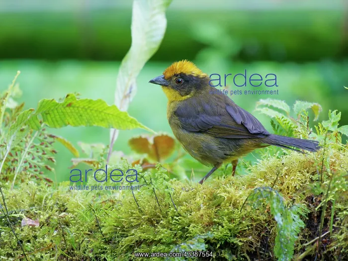 : Tricolored Brushfinch Atlapetes tricolour Ecuado : Tricolored Brushfinch Atlapetes tricolour Ecuado