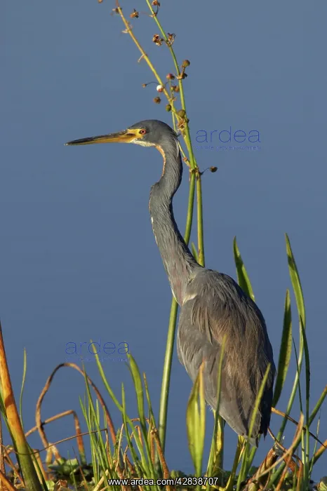 : Tricolored Heron : Tricolored Heron