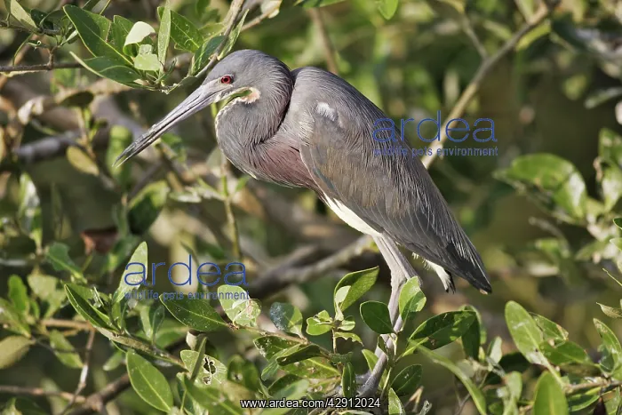 : Tricolored Heron : Tricolored Heron