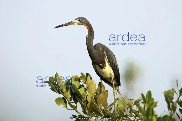 : Tricolored Heron : Tricolored Heron