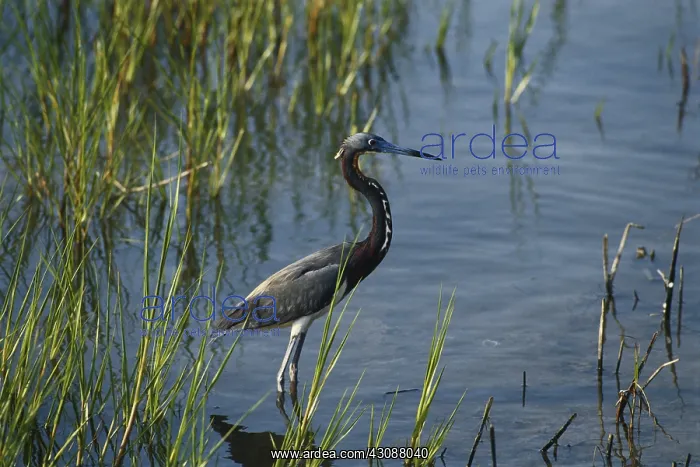 : Tricolored Heron : Tricolored Heron