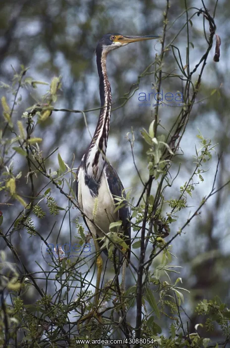 : Tricolored Heron : Tricolored Heron
