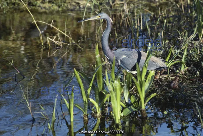 : Tricolored Heron : Tricolored Heron