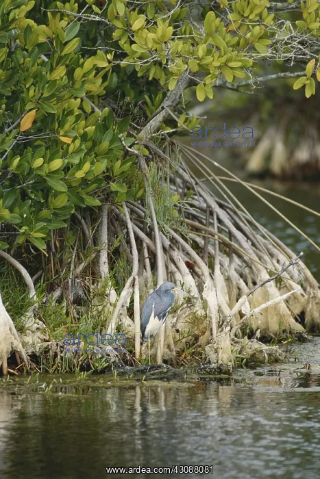 : Tricolored Heron : Tricolored Heron