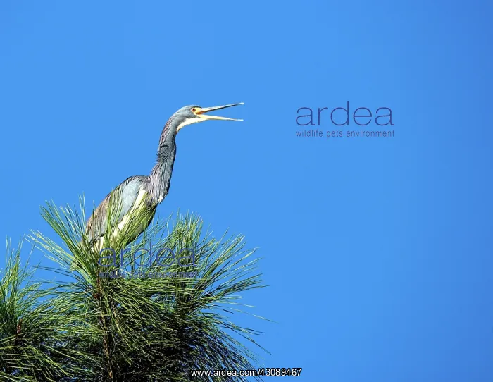 : Tricolored Heron : Tricolored Heron