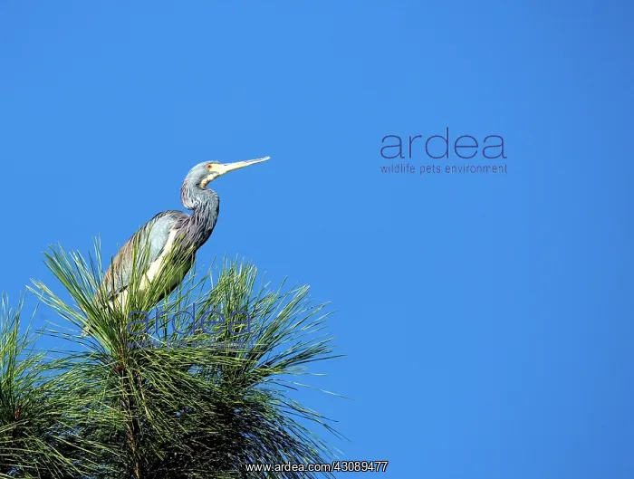 : Tricolored Heron : Tricolored Heron