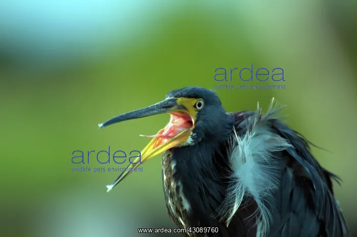 : Tricolored Heron : Tricolored Heron