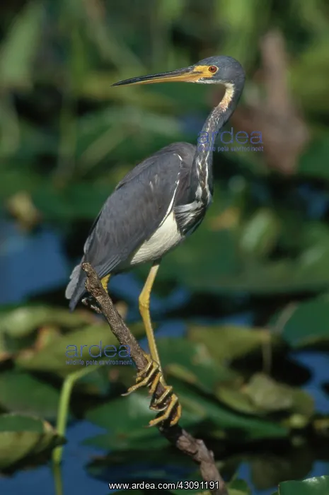 : Tricolored Heron : Tricolored Heron