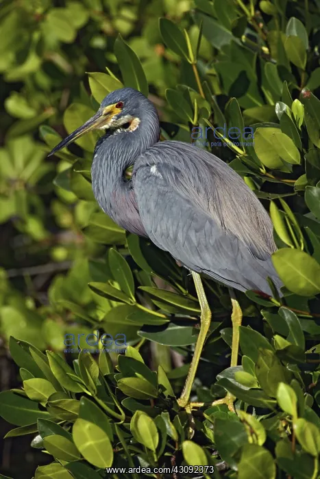 : Tricolored Heron : Tricolored Heron