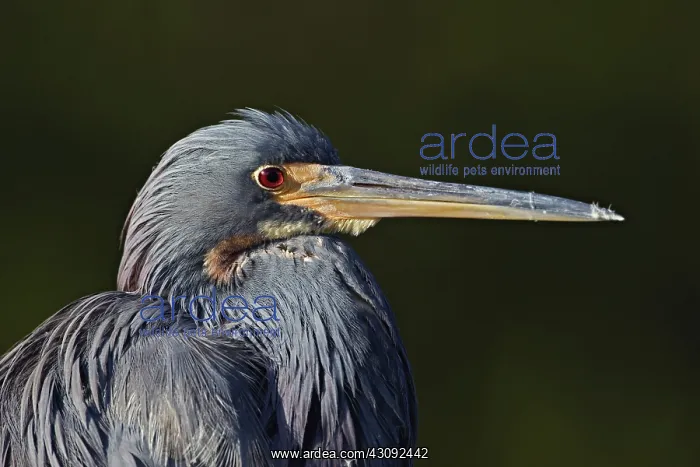 : Tricolored Heron : Tricolored Heron