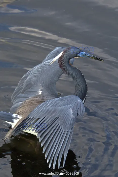 : Tricolored Heron : Tricolored Heron