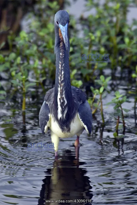 : Tricolored Heron : Tricolored Heron